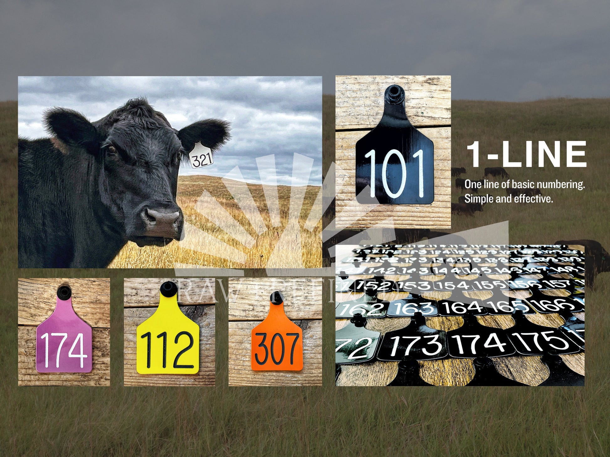 Custom Engraved Ritchey Large Cow Ear Tags | Cattle Tags | Ear Tags | Herd Management | Herd Numbers